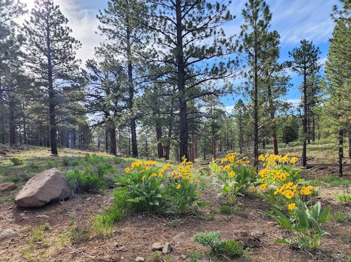 Lower Pleasant Creek Campground 5