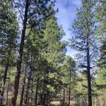 Rosebud ATV Campground and Rec Site