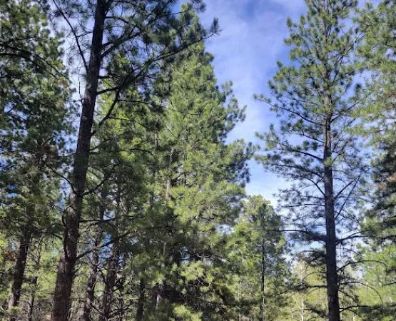Rosebud ATV Campground and Rec Site