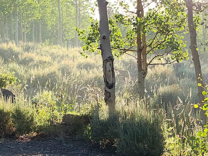 Bowery Creek Rec Site Campground 7