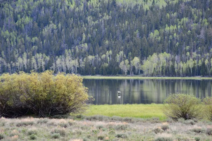 Paiute Campground 0