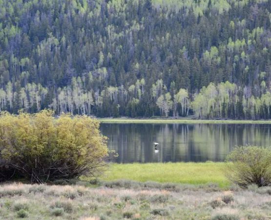 Paiute Campground