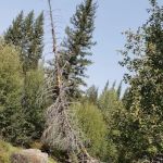 Zedds Meadow CUA Dispersed (recgovnpsdata)