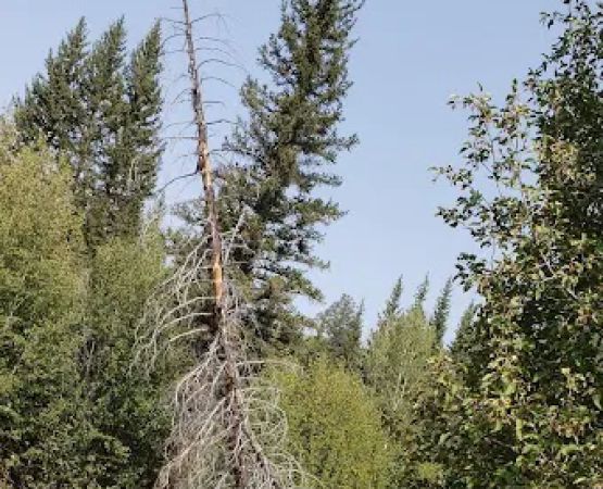 Zedds Meadow CUA Dispersed (recgovnpsdata)