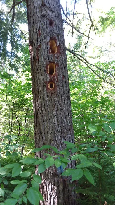 Mt Blue State Park Campground 8