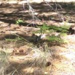 Showers Point Group Site