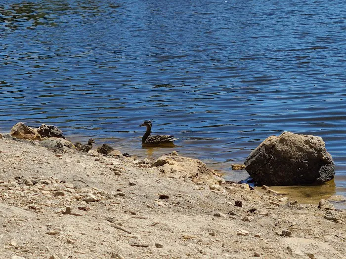 Rose Canyon Lake 4