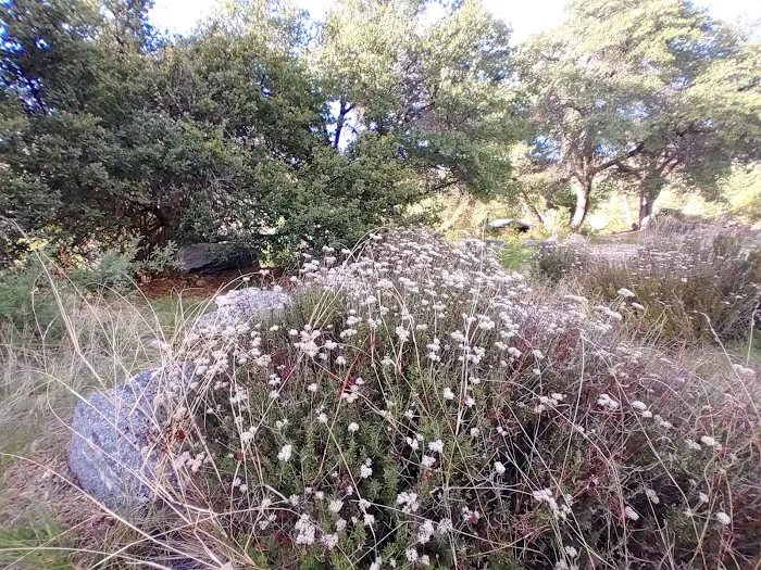 Gordon Hirabayashi Campground 9