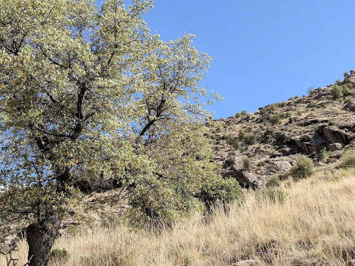 Molino Basin Campground 1
