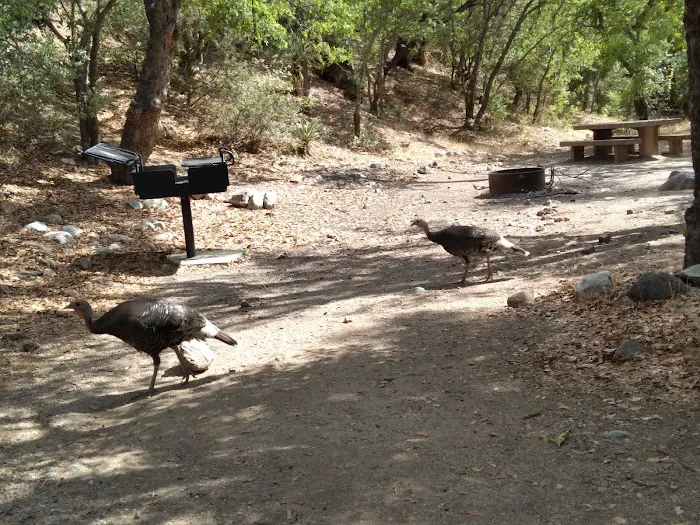 Peppersauce Campground 9