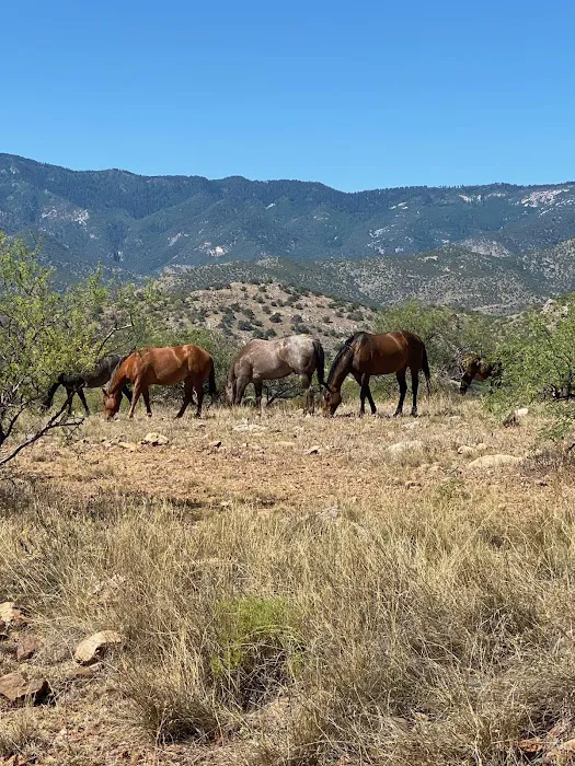 Peppersauce Campground 8