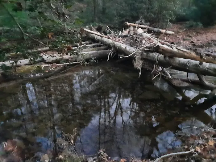 Shinny Creek Backcountry Campground 5