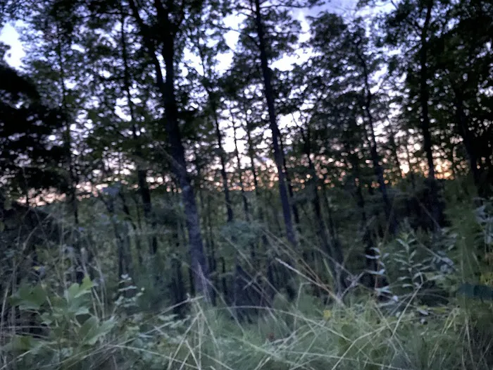 Little River Backcountry Campground 4