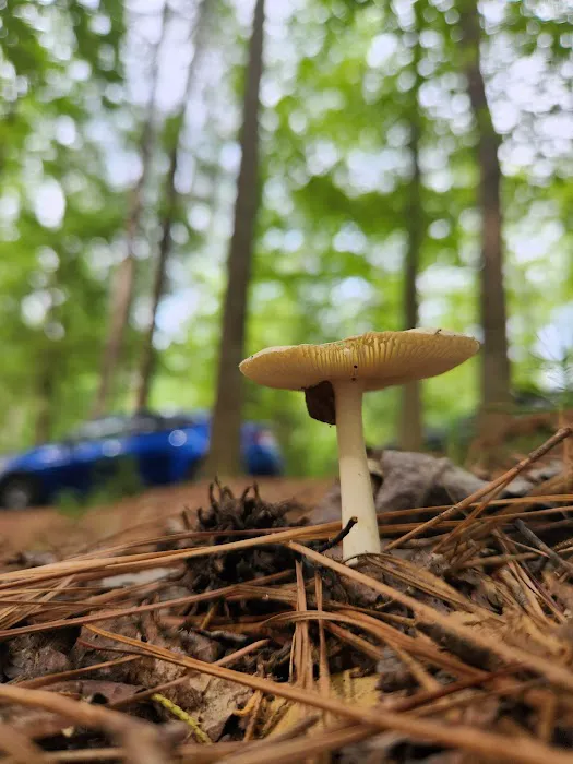 Lake Norman State Park Campground 7