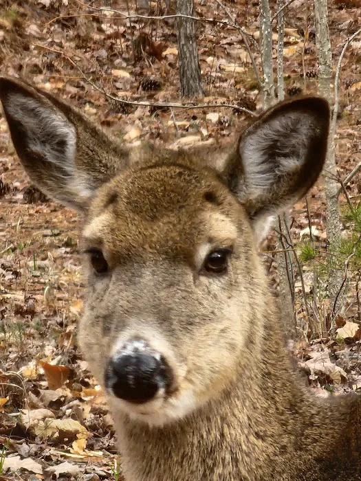 Lake Norman State Park Campground 9