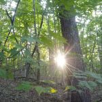 Ldma Vein Mountain, NC