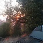 Little Pine Spring Camp