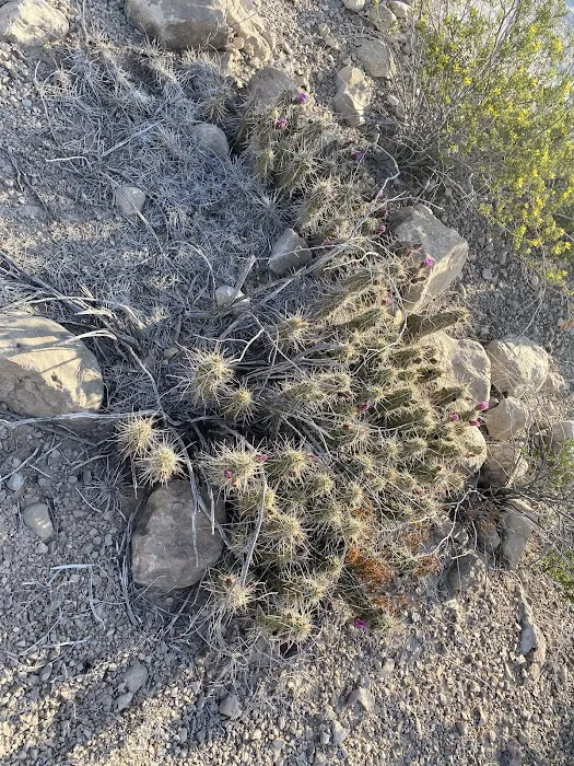 Candelilla 1