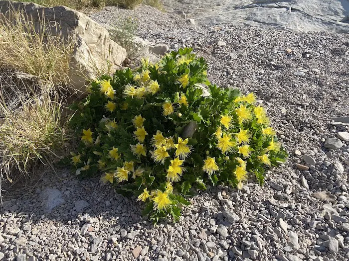 Candelilla 3