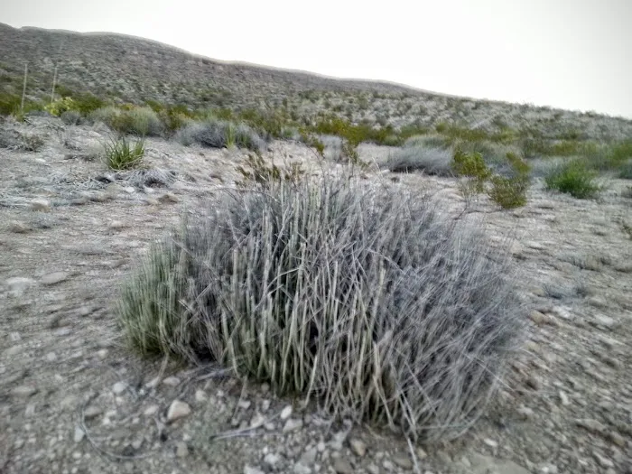 Candelilla 5