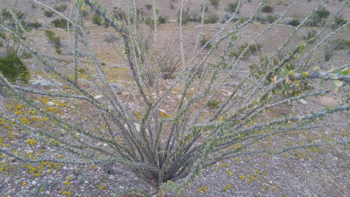 La Noria 6