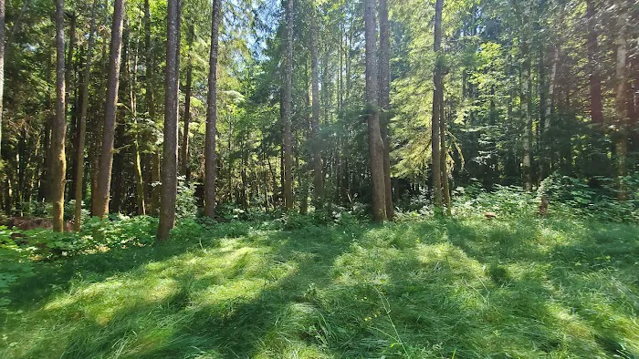 Sol Duc Rainforest Retreat 3