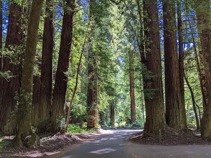 Dimmick Memorial Grove State Park 9