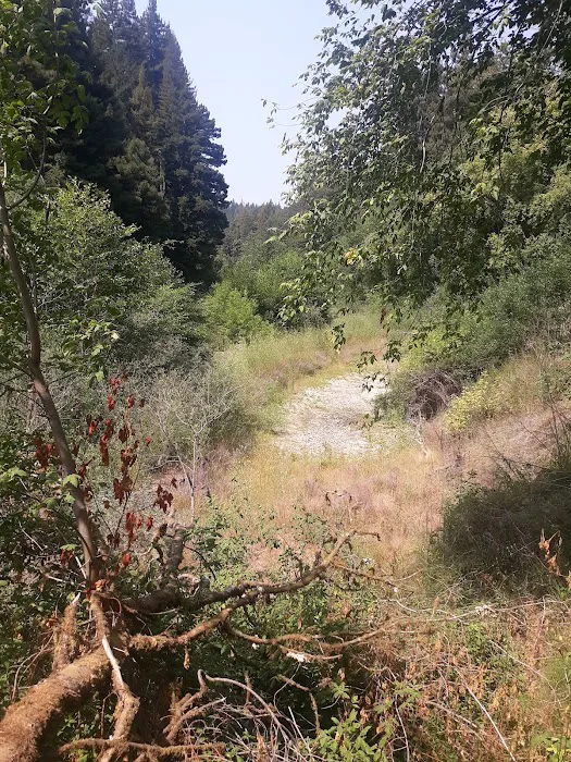 Dimmick Memorial Grove State Park 2