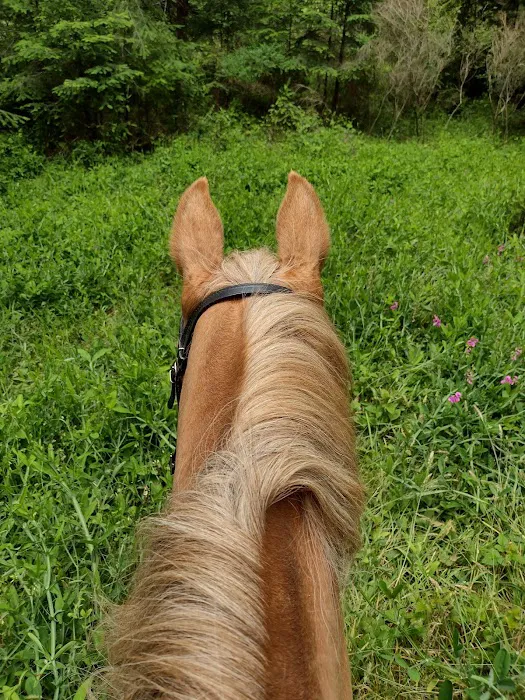 Horse Camp 0