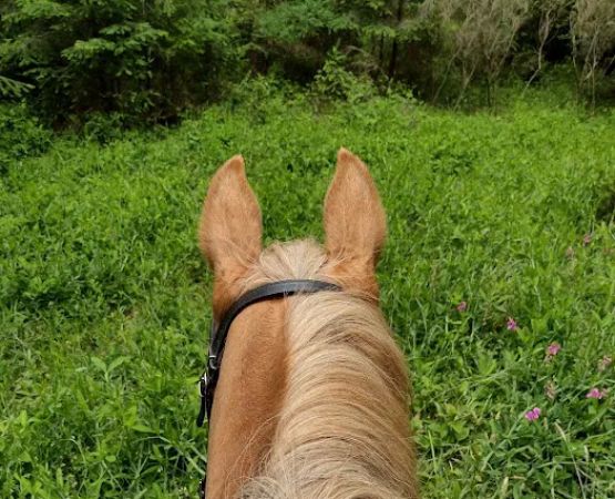 Horse Camp
