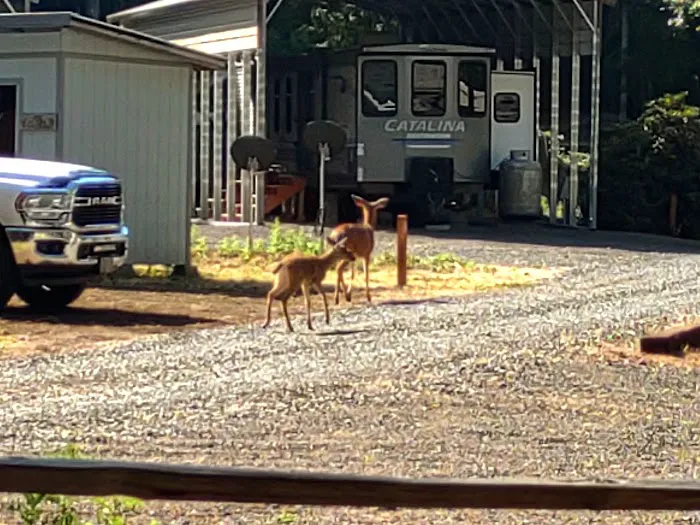 Cowlitz Timber Trails Association 2