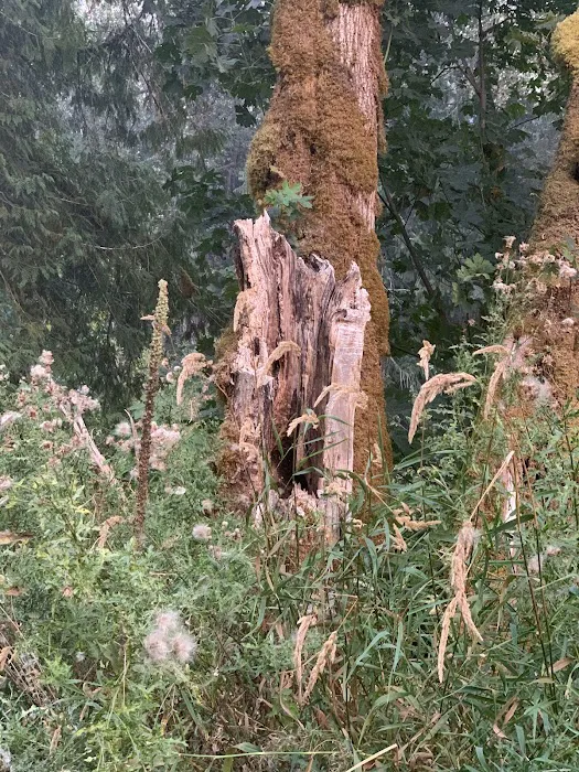 Cowlitz Timber Trails Association 5