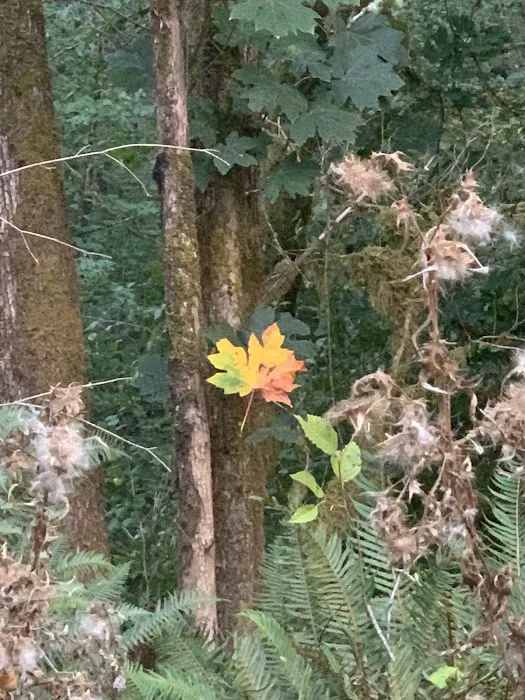 Cowlitz Timber Trails Association 7