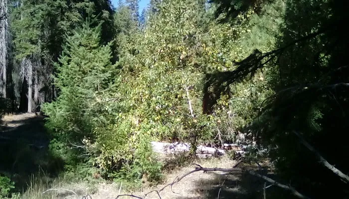 Thomes Pocket Camping Area 3