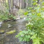 Basin Gulch Mid-fk Cottonwood Creek Cg-f