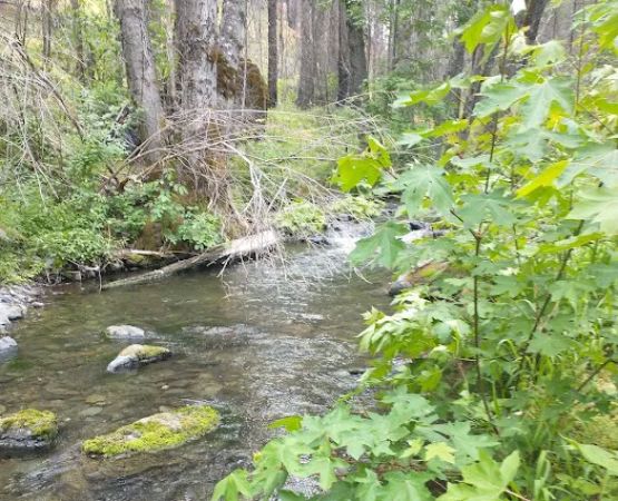 Basin Gulch Mid-fk Cottonwood Creek Cg-f