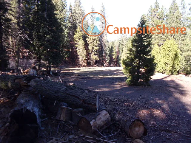 Big Stump 1