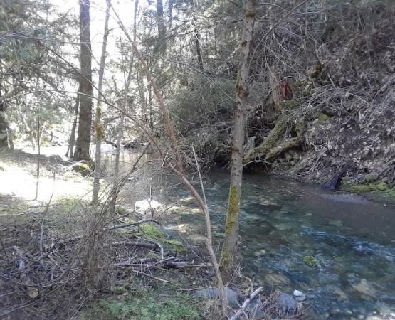 North Fork Beegum Creek Fcg