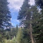 Lone Fir Campground