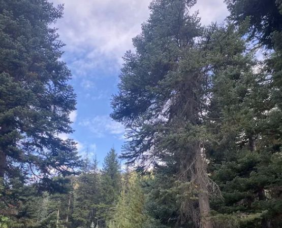 Lone Fir Campground