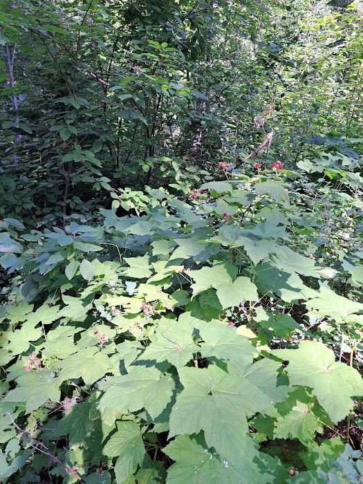 Ruffed Grouse Campground 3