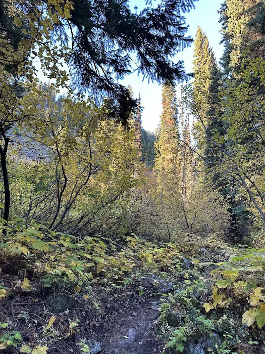 Fireweed Campground 4