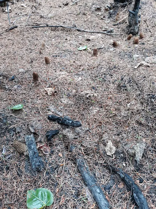 Mystery Campground 2