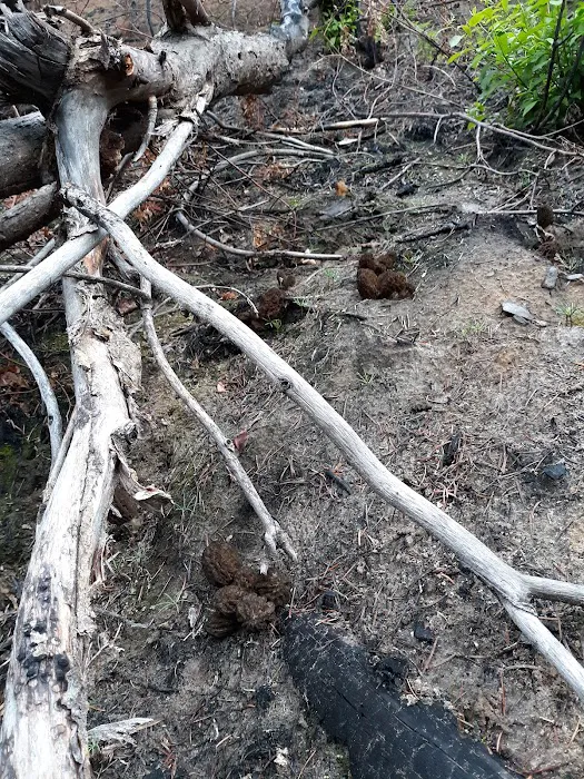 Mystery Campground 3