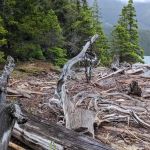 Roland Point Campground