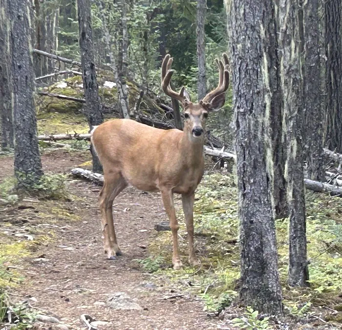 Devil's Creek Campground 8