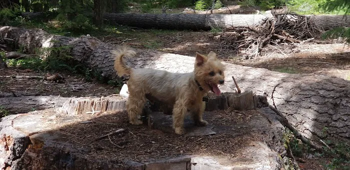 Trail Creek Campground 1