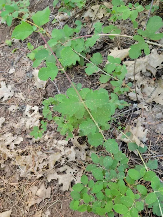McCloud Area 3