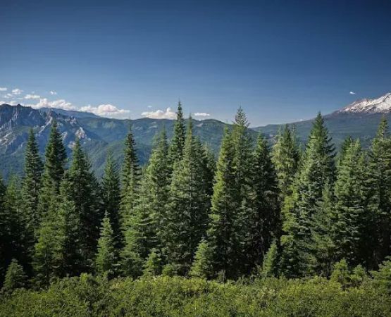 Girard Ridge Lookout