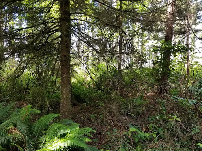 Cape Perpetua Trailhead 3